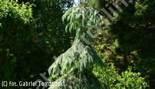 świerk Engelmanna 'Bush's Lace' - Picea engelmannii 'Bush's Lace' 