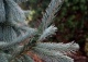 świerk Engelmanna 'Glauca' - Picea engelmannii 'Glauca' 