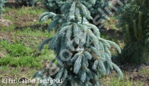 świerk Engelmanna 'Glauca' - Picea engelmannii 'Glauca' 