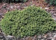 świerk biały 'Echiniformis' - Picea glauca 'Echiniformis' 