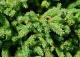 świerk biały 'Echiniformis' - Picea glauca 'Echiniformis' 