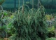 świerk biały 'Pendula' - Picea glauca 'Pendula' 