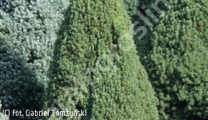 świerk biały 'Zuckerhut' - Picea glauca 'Zuckerhut' 