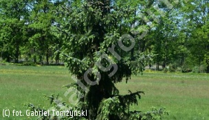 świerk serbski 'Bruns' - Picea omorika 'Bruns' 