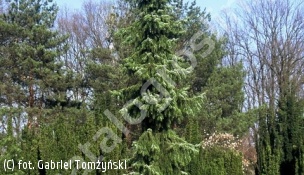 świerk serbski 'Pendula' - Picea omorika 'Pendula' 