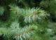 świerk serbski 'Pendula' - Picea omorika 'Pendula' 