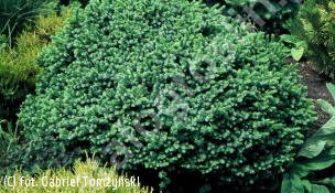 świerk serbski 'Pimoko' - Picea omorika 'Pimoko' 