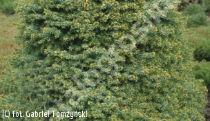świerk serbski 'Treblitzsch' - Picea omorika 'Treblitzsch' 