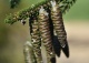 świerk kaukaski 'Aureospicata' - Picea orientalis 'Aureospicata' 