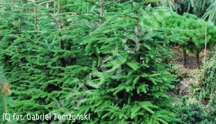 świerk kaukaski ‘Golden Start’ - Picea orientalis 'Golden Start' 