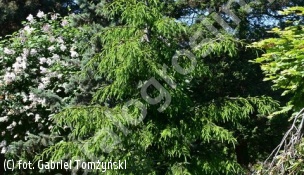 świerk kaukaski 'Nutans' - Picea orientalis 'Nutans' 