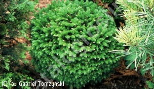 świerk kaukaski ‘Prof. Langner’ - Picea orientalis 'Prof. Langner' 