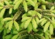 świerk kaukaski 'Skylands' - Picea orientalis 'Skylands' 