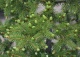 świerk szydlasty - Picea polita 