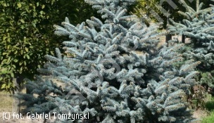 świerk kłujący 'Blue Trinket' - Picea pungens 'Blue Trinket' 