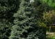 świerk kłujący 'Erich Frahm' - Picea pungens 'Erich Frahm' 