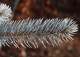 świerk kłujący 'Hoopsii' - Picea pungens 'Hoopsii' 