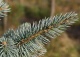 świerk kłujący 'Iseli Foxtail' - Picea pungens 'Iseli Foxtail' 