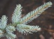 świerk kłujący 'Iseli Foxtail' - Picea pungens 'Iseli Foxtail' 