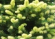 świerk kłujący 'Maigold' - Picea pungens 'Maigold' 