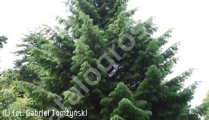 świerk sitkajski - Picea sitchensis 