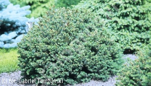 świerk sitkajski 'Nana' - Picea sitchensis 'Nana' 