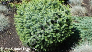 świerk sitkajski 'Papoose' - Picea sitchensis 'Papoose' 