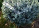 świerk sitkajski 'Silberzwerg' - Picea sitchensis 'Silberzwerg' 