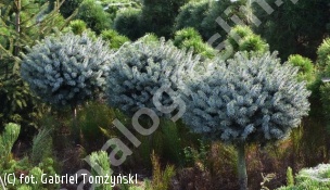 świerk sitkajski 'Silberzwerg' - Picea sitchensis 'Silberzwerg' 
