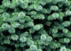 świerk sitkajski 'Tenas' - Picea sitchensis 'Tenas' 