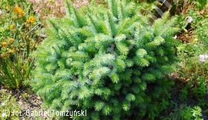 świerk sitkajski 'Tenas' - Picea sitchensis 'Tenas' 
