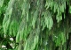 świerk himalajski - Picea smithiana 