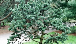 sosna oścista - Pinus aristata 