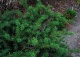 sosna Banksa 'Schoodic' - Pinus banksiana 'Schoodic' 