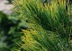 sosna limba 'Aureovariegata' - Pinus cembra 'Aureovariegata' 