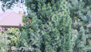 sosna limba 'Glauca' - Pinus cembra 'Glauca' 
