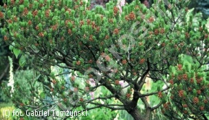 sosna wydmowa 'Spaan's Dwarf' - Pinus contorta 'Spaan's Dwarf' 