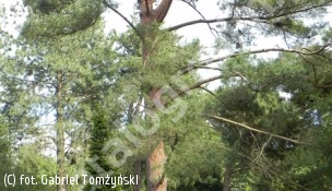 sosna gęstokwiatowa - Pinus densiflora 