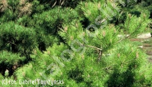 sosna gęstokwiatowa 'Aurea' - Pinus densiflora 'Aurea' 
