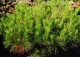 sosna gęstokwiatowa 'Alice Verkade' - Pinus densiflora 'Alice Verkade' 