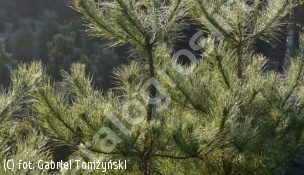 sosna gęstokwiatowa 'Burke's Red Variegated' - Pinus densiflora 'Burke's Red Variegated' 