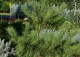 sosna gęstokwiatowa 'Burke's Red Variegated' - Pinus densiflora 'Burke's Red Variegated' 