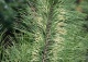 sosna gęstokwiatowa 'Golden Ghost' - Pinus densiflora 'Golden Ghost' 