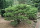 sosna gęstokwiatowa 'Jane Kluis' - Pinus densiflora 'Jane Kluis' 