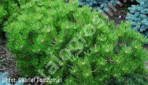 sosna gęstokwiatowa 'Low Glow' - Pinus densiflora 'Low Glow' 