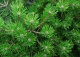 sosna gęstokwiatowa 'Low Glow' - Pinus densiflora 'Low Glow' 