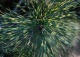 sosna gęstokwiatowa 'Oculus-draconis' - Pinus densiflora 'Oculus-draconis' 