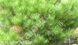 sosna gęstokwiatowa 'Tamoyosho Compacta' - Pinus densiflora 'Tamoyosho Compacta' 