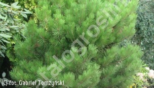 sosna gęstokwiatowa 'Umbraculifera' - Pinus densiflora 'Umbraculifera' 