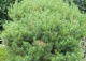 sosna gęstokwiatowa 'Umbraculifera' - Pinus densiflora 'Umbraculifera' 